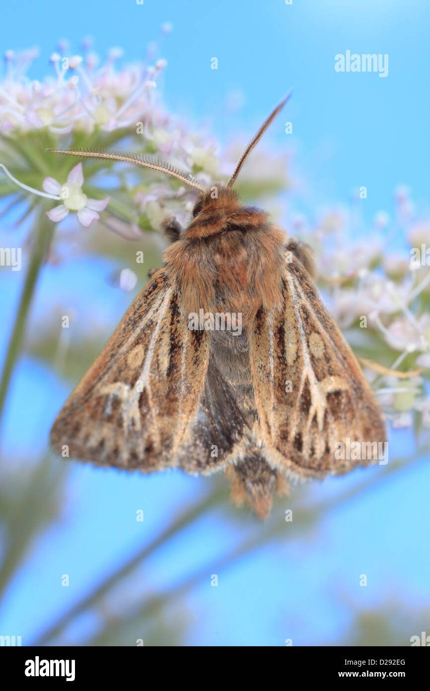 Antler Moth (Cerapteryx graminis) adult insect feeding on a Wild Angelica flower. Powys, Wales. August. Stock Photo