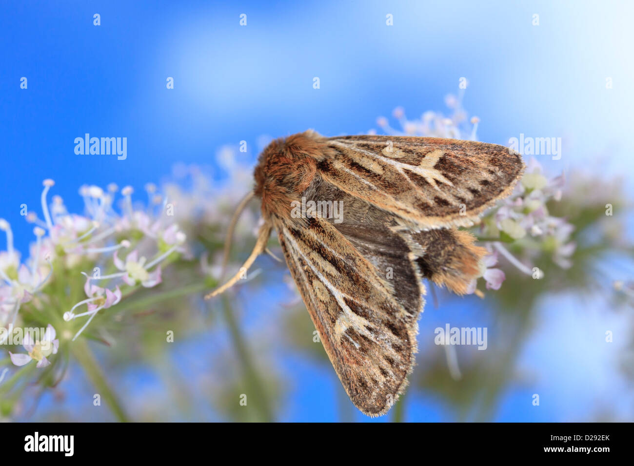 Antler Moth (Cerapteryx graminis) adult insect feeding on a Wild Angelica flower. Powys, Wales. August. Stock Photo