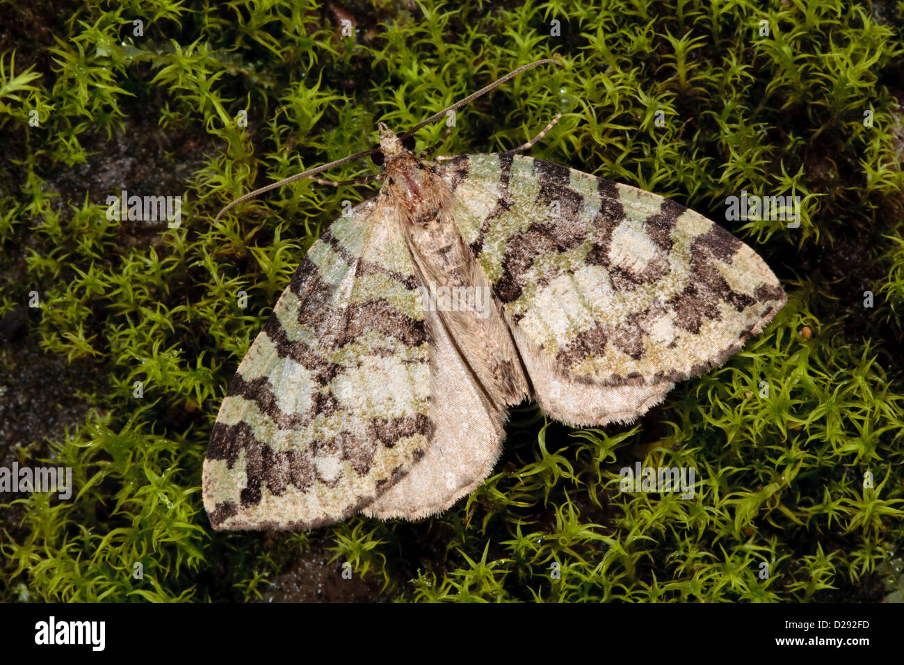 July Highflyer moth (Hydriomena furcata) adult resting on moth. Powys, Wales. August. Stock Photo