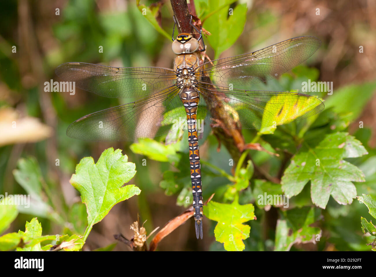 Female Migrant Hawker Dragonfly (Aeshna mixta) resting on a hawthorn hedge. Powys, Wales. September. Stock Photo