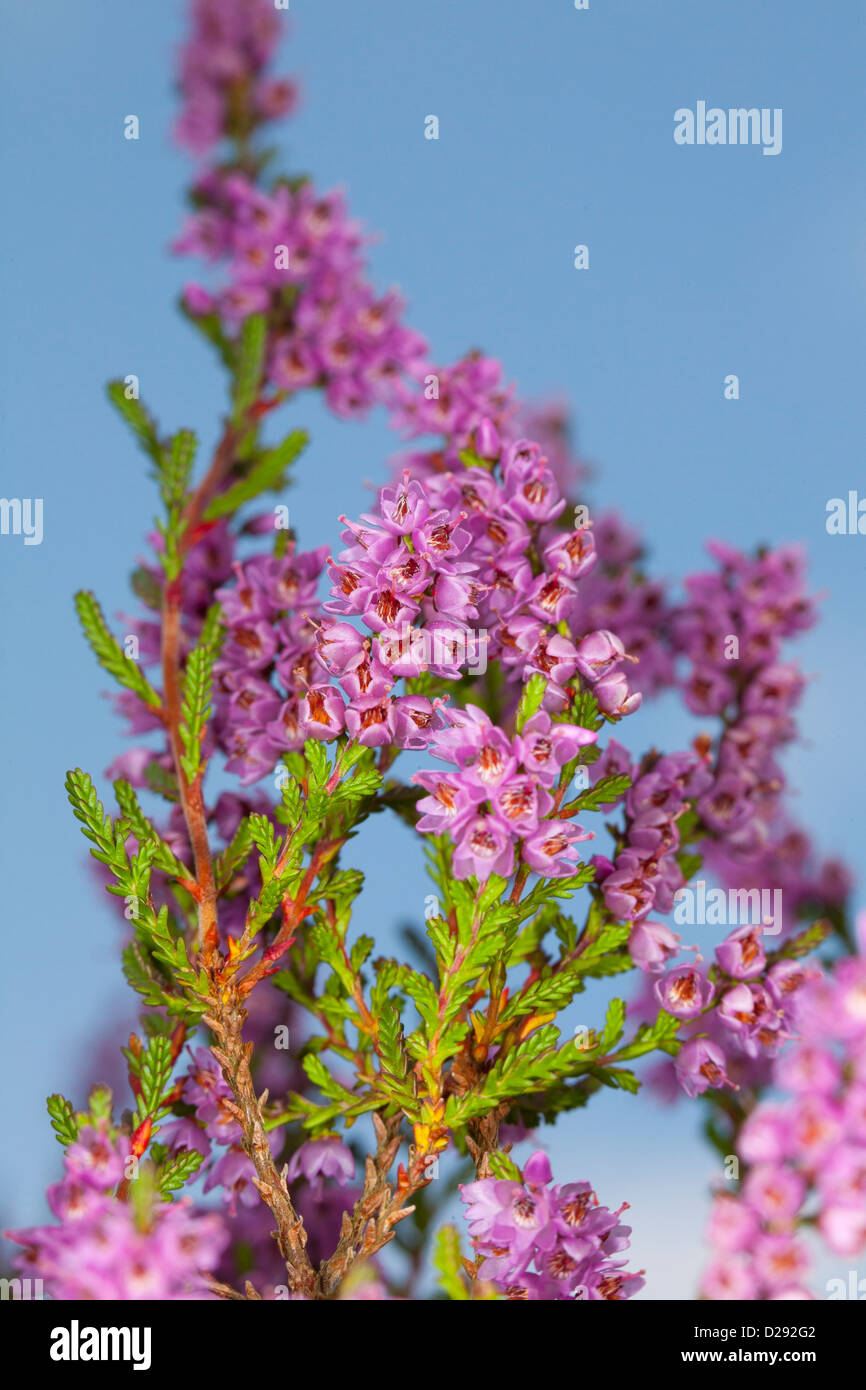 Flowers of Common Heather or Ling (Calluna vulgaris). Powys, Wales. September. Stock Photo