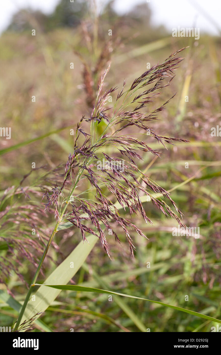 Common Reed (Phragmites australis) close-up of flowerhead. Cambridgeshire, England. September. Stock Photo