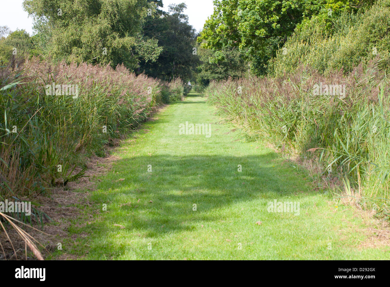 Reed-fringed path through wetland nature reserve. Woodwalton Fen NNR. Cambridgeshire, England. September. Stock Photo
