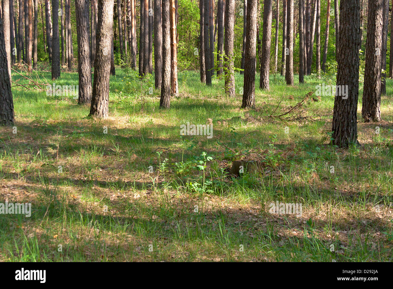 pine forest on a sunny day background Stock Photo - Alamy
