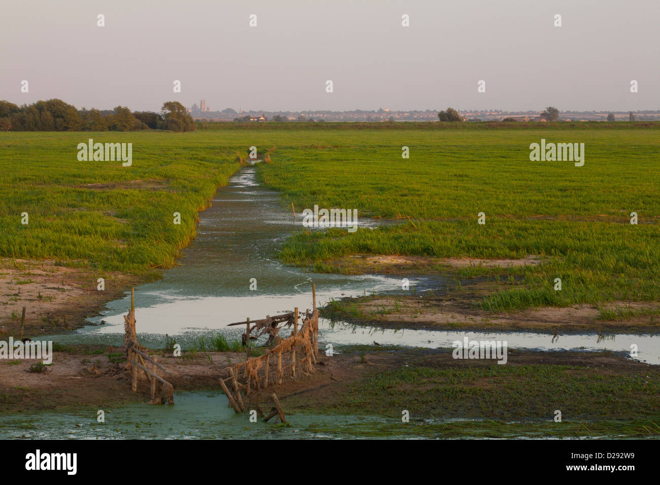 View across RSPB Ouse Washes wetland nature reserve to Ely Cathedral. Cambridgeshire, England, September. Stock Photo