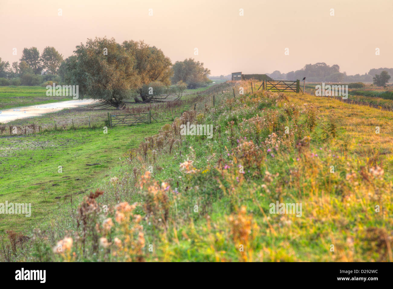 View along flood embankment to a bird-watching hide in evening light. RSPB Ouse Washes. Cambridgeshire, England. Stock Photo