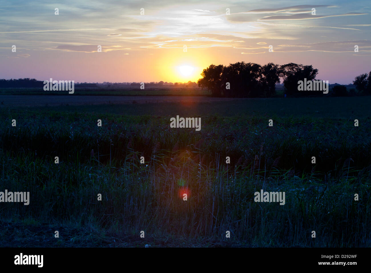 Fenland landscape at sunset. Farmland and reedbeds near Manea, Cambridgeshire, England, September. Stock Photo