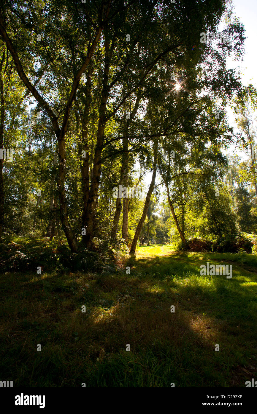 Habitat - Open birch woodland on drained peat. Holme Fen NNR. Cambridgeshire, England. September. Stock Photo