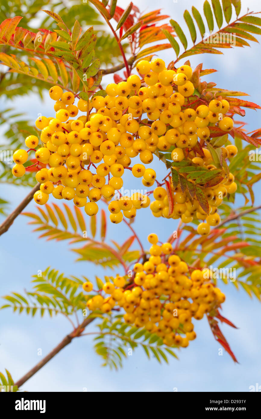 Rowan or Mountain Ash tree (Sorbus aucuparia) 'Joseph Rock' berries on