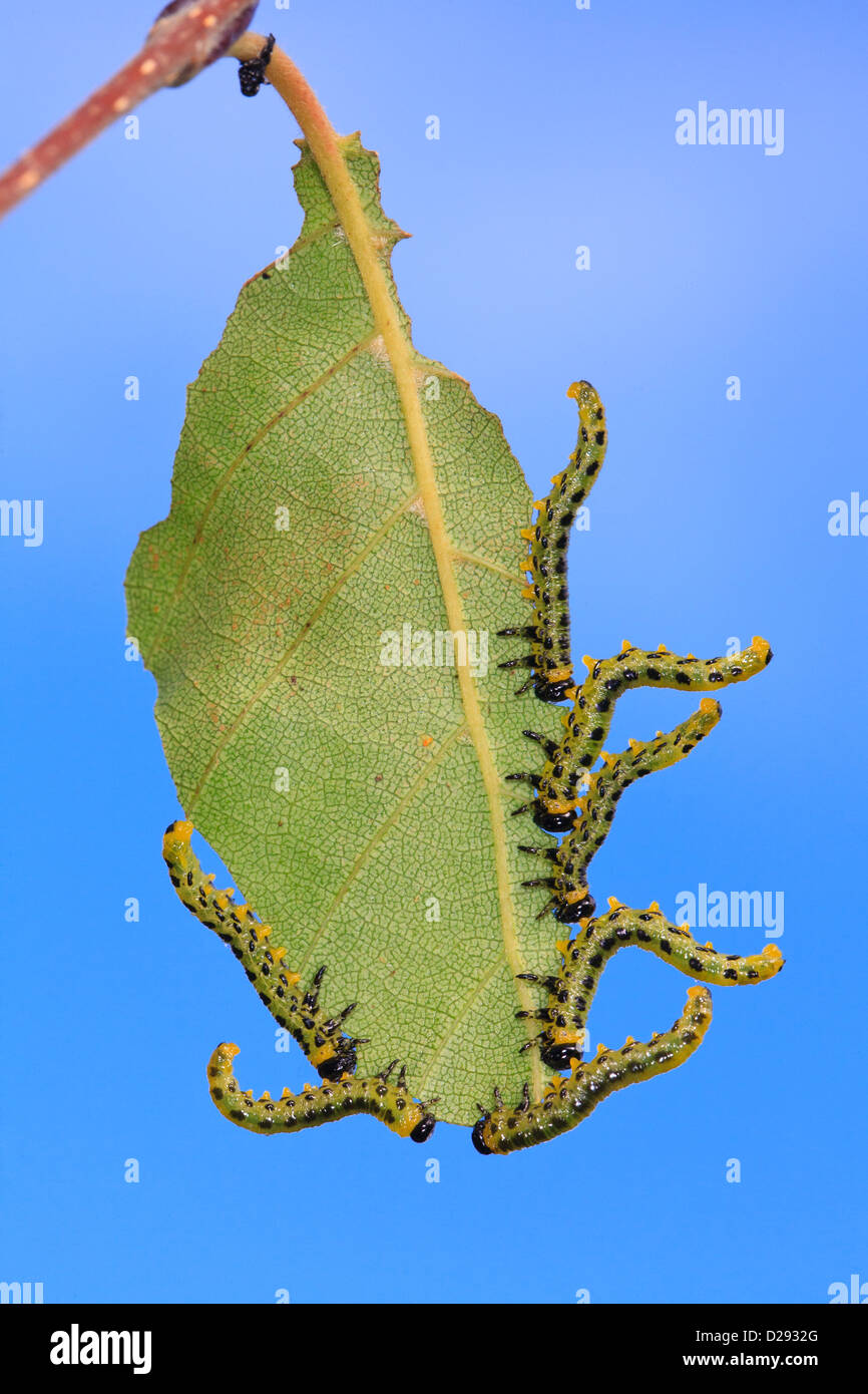 Sawfly larvae Croesus septentrionalis feeding on a birch leaf. Powys, Wales. September. Stock Photo