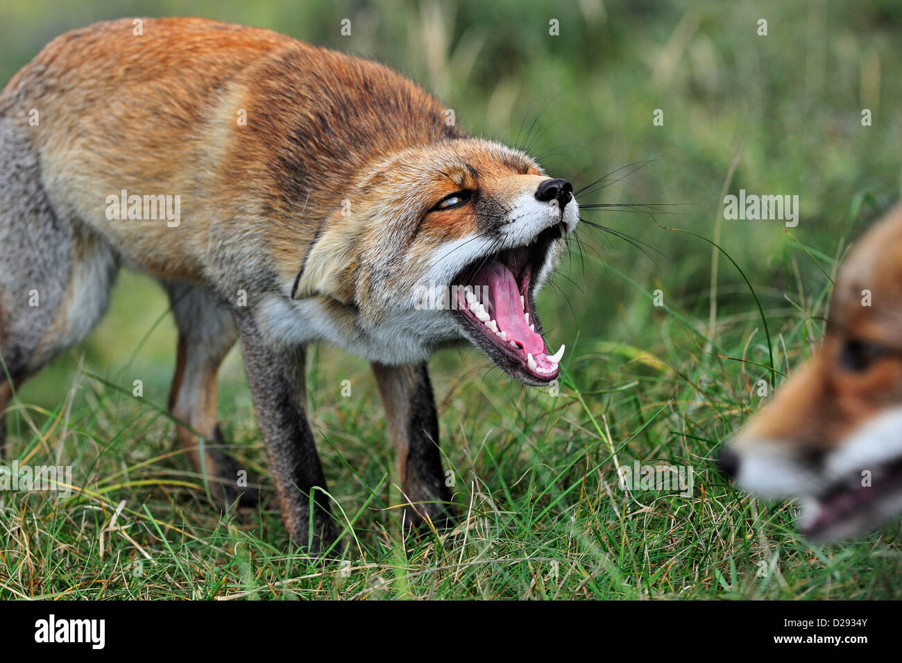 Scared and aggressive, subordinate Red fox (Vulpes vulpes) in defensive posture showing teeth and keeping ears flat in meadow Stock Photo