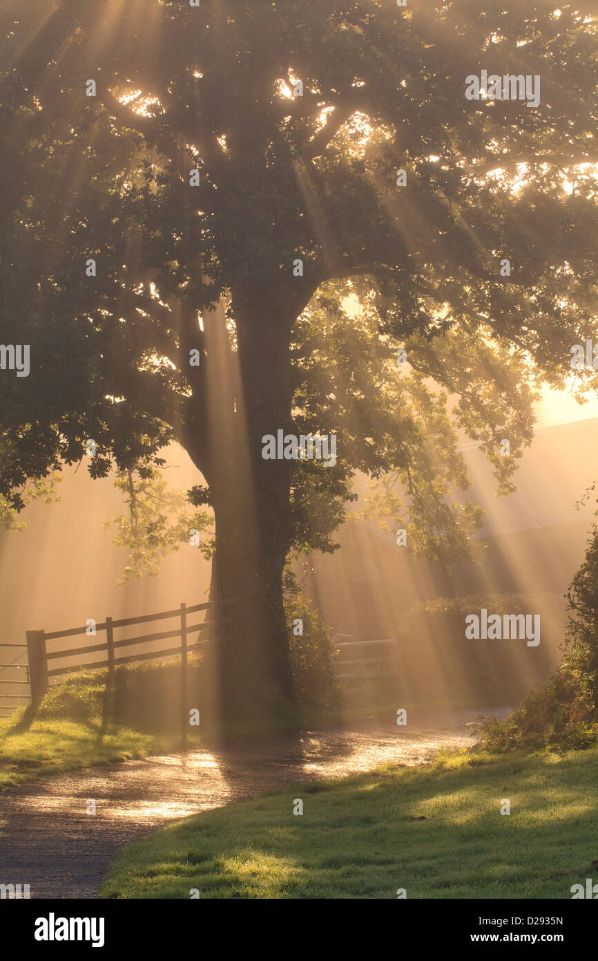 Sunlight and fog through a Sessile Oak (Quercus petraea) tree on a farm. Powys, Wales. October. Stock Photo