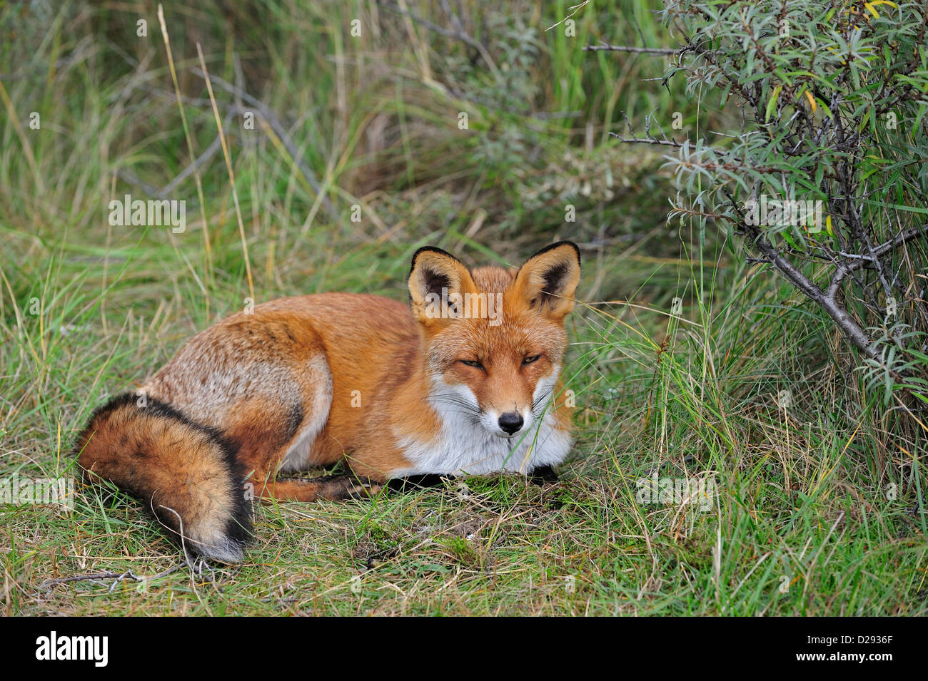 Red fox (Vulpes vulpes) resting in thicket Stock Photo