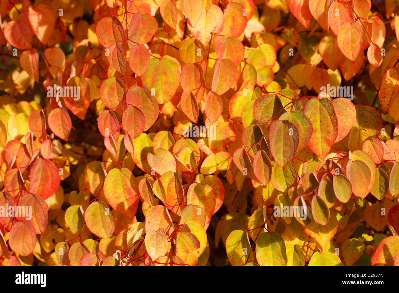 Leaves of Katsura tree (Cercidiphyllum japonicum) in Autumn colour. Garden tree. Powys, Wales. October. Stock Photo