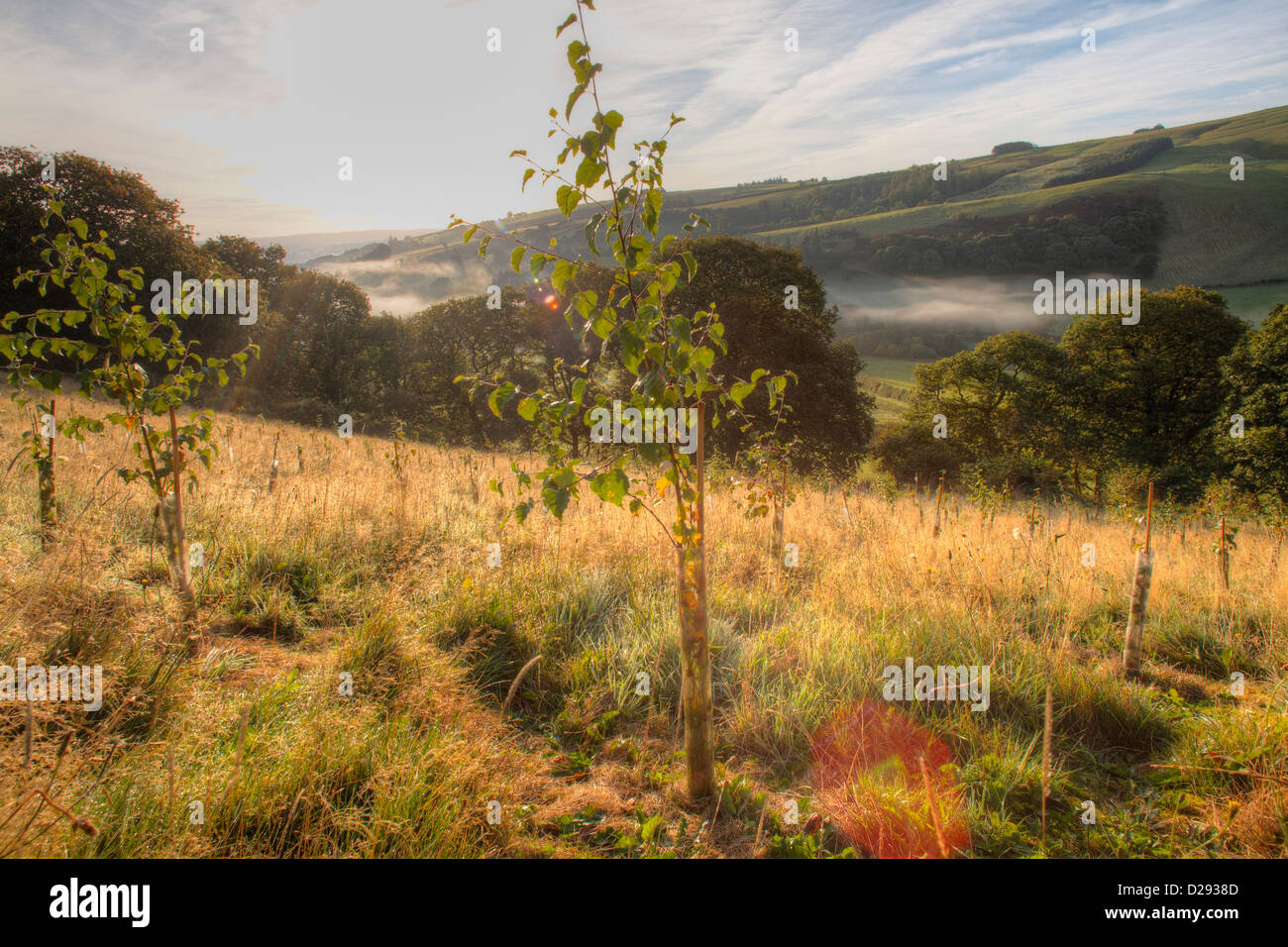 Young Birch (Betula) trees in newly planted woodland on a hill farm in Powys, Wales. October. Stock Photo