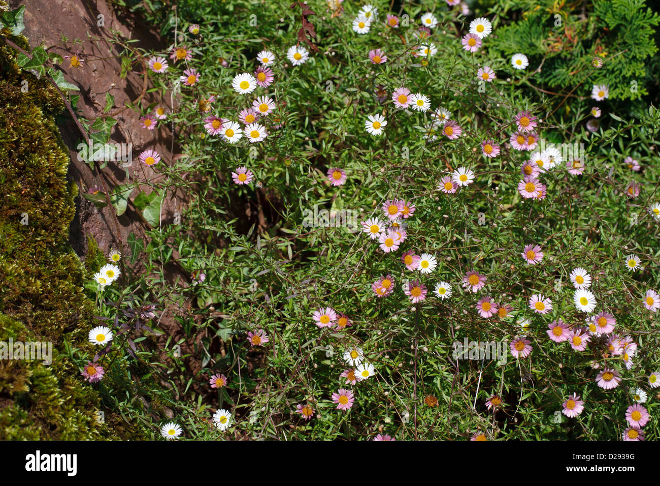 Mexican fleabane (Erigeron karvinskianus) flowering. Naturalized on a rockface. Powys, Wales. October. Stock Photo