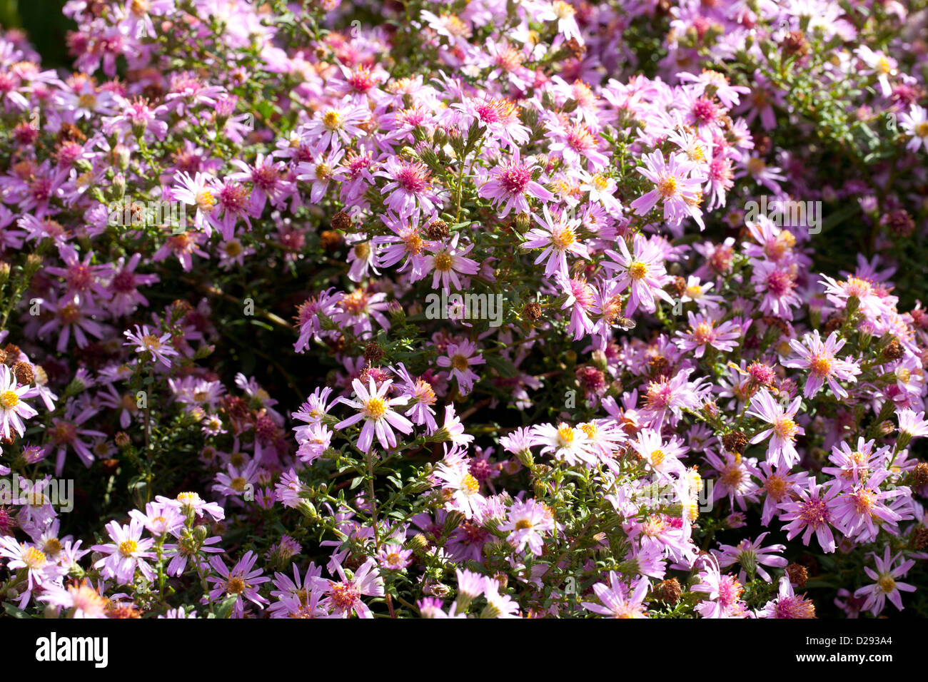 Aster x lateriflorus 'Coombe Fishacre' flowering in a garden. Powys, Wales. October. Stock Photo
