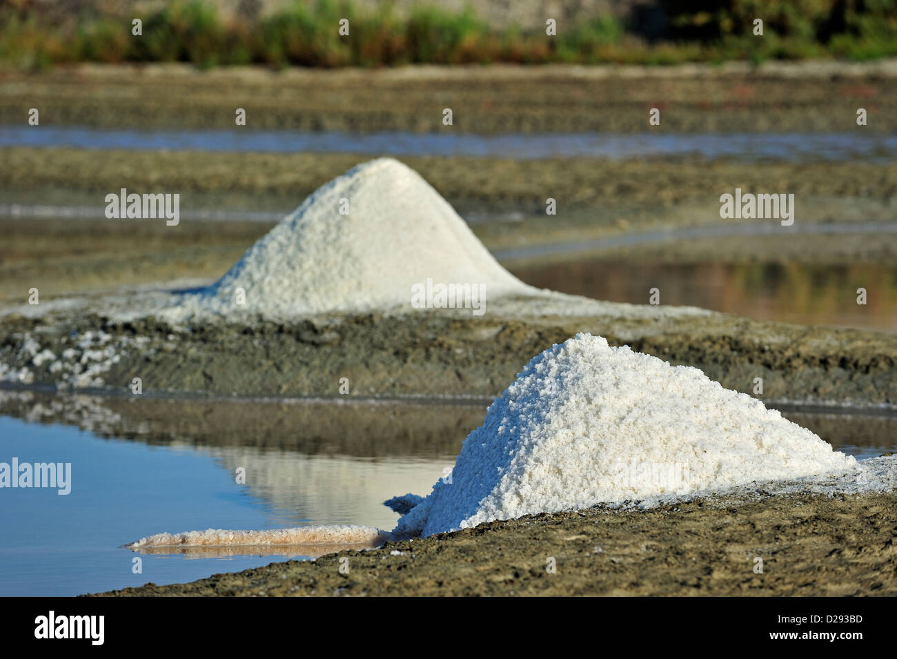 Salt pan for the poduction of Fleur de sel / sea salt on the island Ile de Ré, Charente-Maritime, France Stock Photo