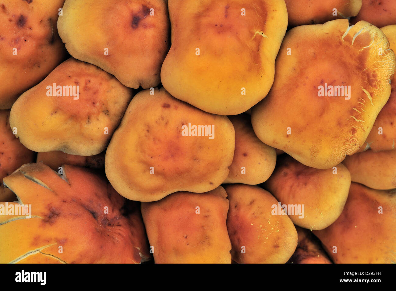 Sulphur tuft fungus / sulfur tuft / clustered woodlover (Hypholoma fasciculare / Psilocybe fascicularis) close up Stock Photo