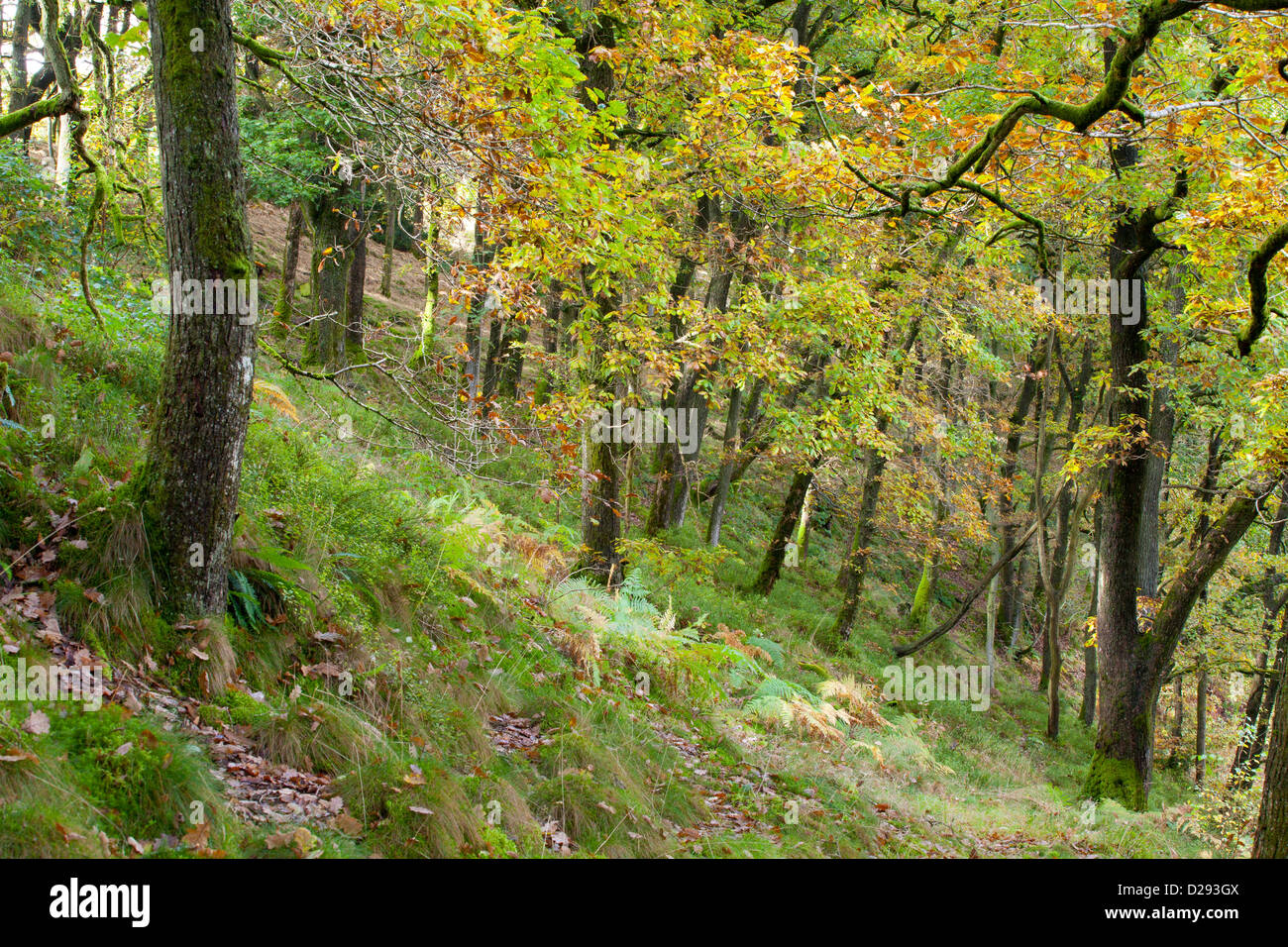 Sessile Oak (Quercus petraea) woodland in Autumn. Powys, Wales. October. Stock Photo