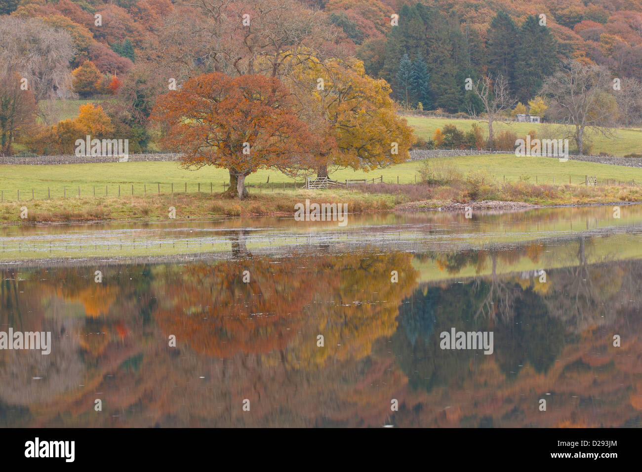 Oak trees beside a lake in Autumn. Esthwaite Water, Lake district, Cumbria. England. October. Stock Photo