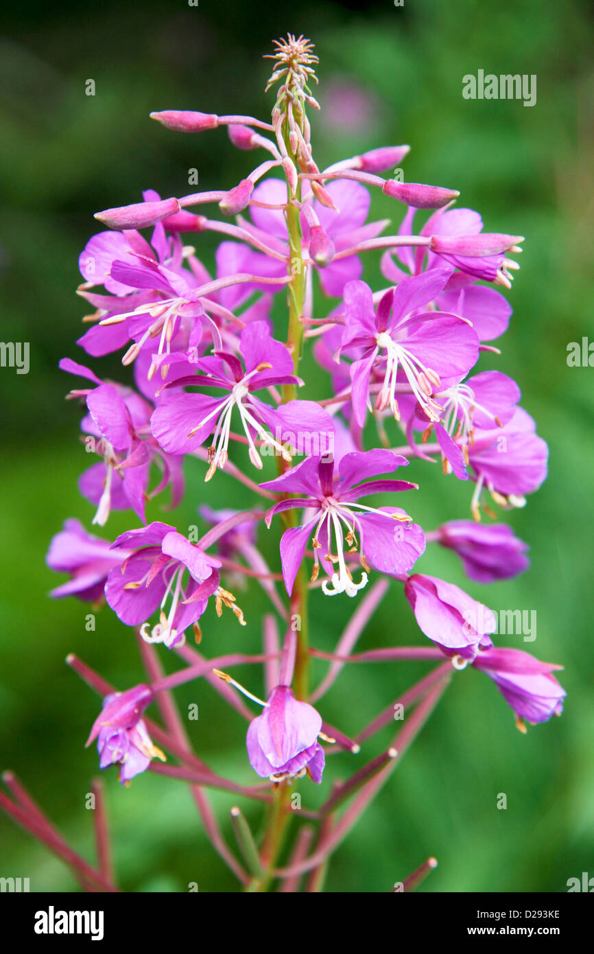 Fireweed, B.C., Canada Stock Photo