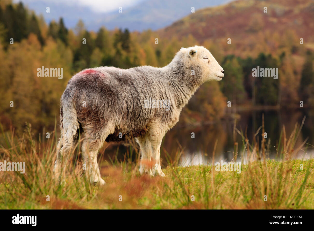 Herdwick ewe above Tarn Hows, Lake District, Cumbria. England. October. Stock Photo