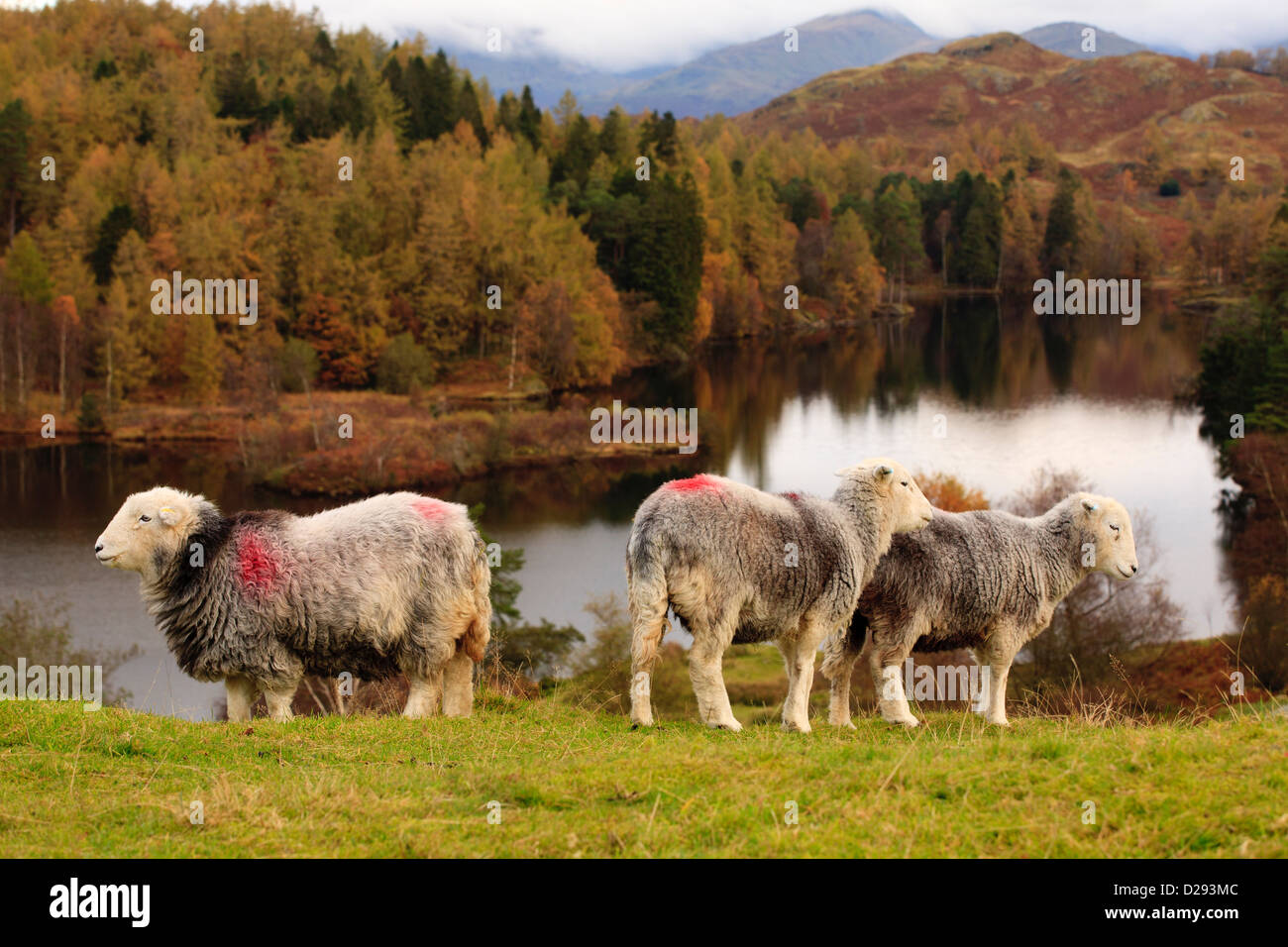 Herdwick ewes above Tarn Hows, Lake District, Cumbria. England. October. Stock Photo