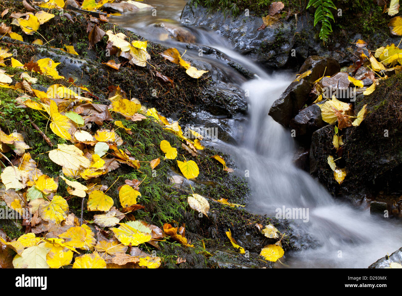 Fallen autumn leaves of Small Leaved Lime tree (Tilia cordata) beside a stream. Near Coniston Water, The Lake District, England. Stock Photo