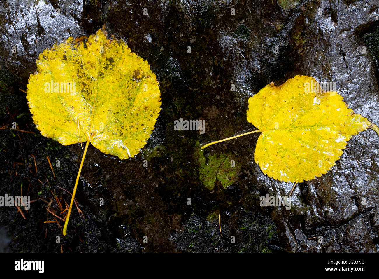 Fallen autumn leaves of Small Leaved Lime tree (Tilia cordata) on a wet rock beside a stream. Coniston Water, The Lake Distict. Stock Photo