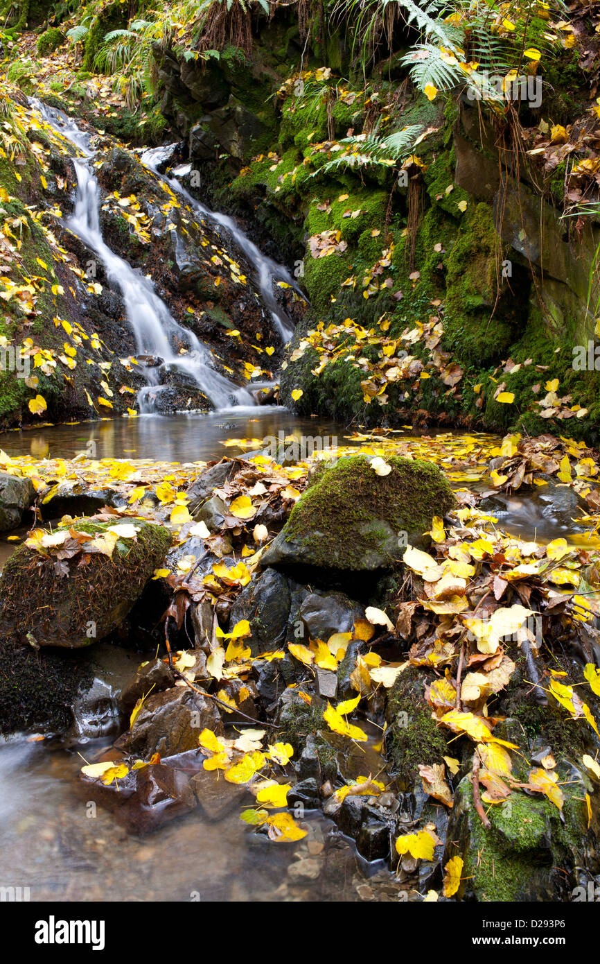 Fallen autumn leaves of Small Leaved Lime tree (Tilia cordata) beside a stream. Near Coniston Water, The Lake District, England. Stock Photo
