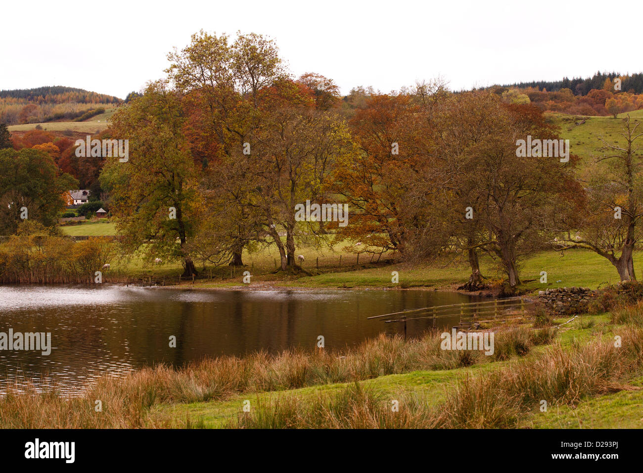View of lake in Autumn. Esthwaite Water, Lake district, Cumbria. England. October. Stock Photo