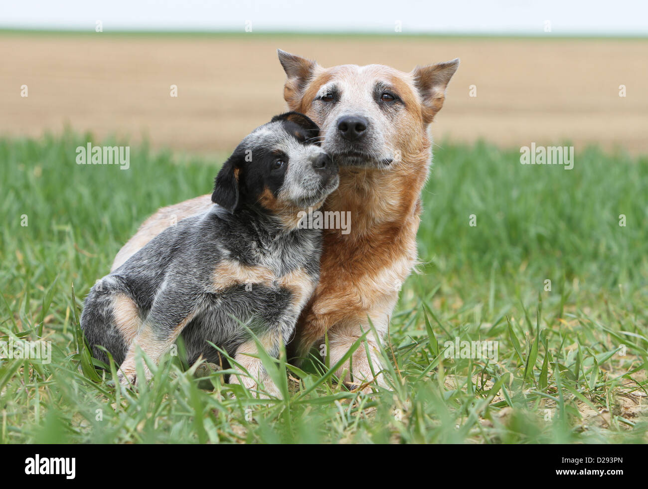 Dog Australian Cattle Dog adult and puppy (blue and red) in a meadow Stock  Photo - Alamy