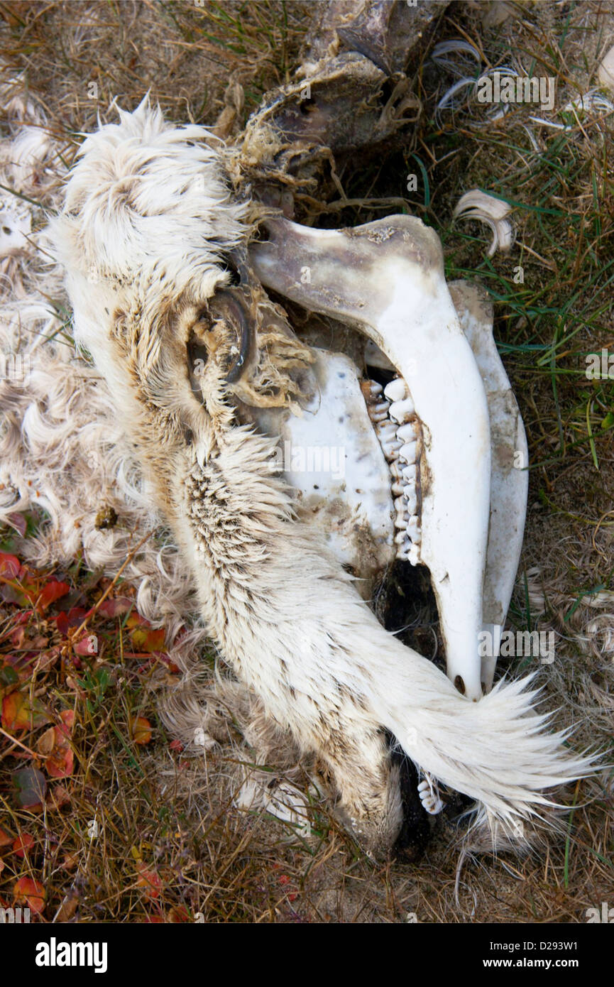 Caribou Skull In Inuit Community Of Gjoa Haven, Northwest Passage, Nunavut, Arctic Canada Stock Photo
