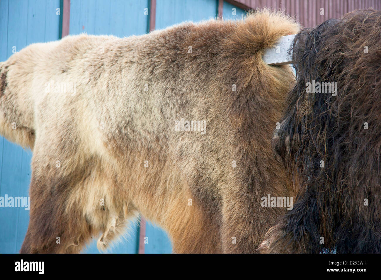 Grizzly And Muskox Skins Drying In Inuit Community Of Gjoa Haven, Nunavut, Arctic Canada Stock Photo