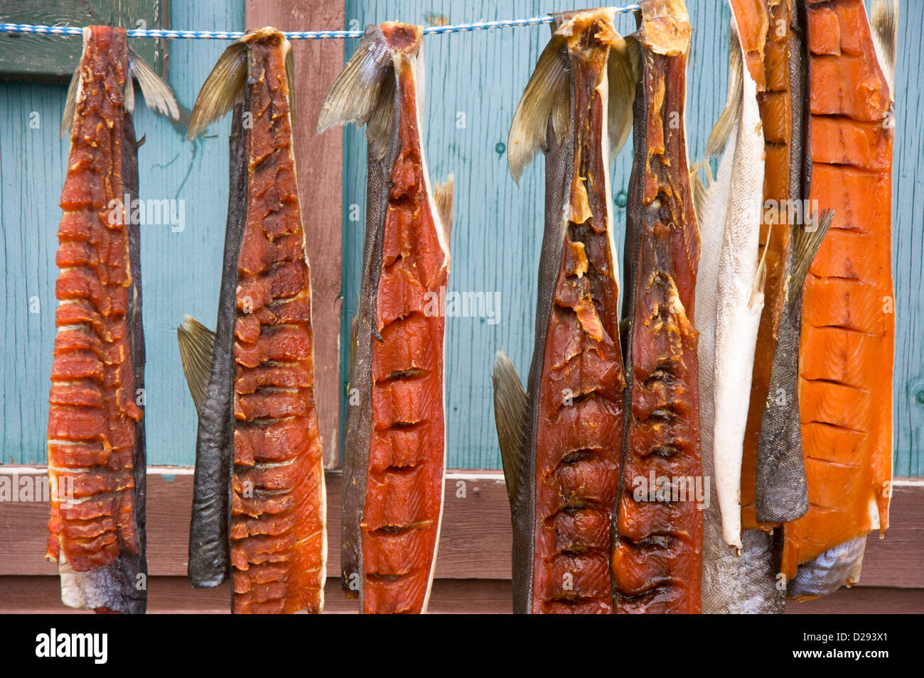 Fish Drying In Inuit Community Of Gjoa Haven, Nunavut, Arctic Canada