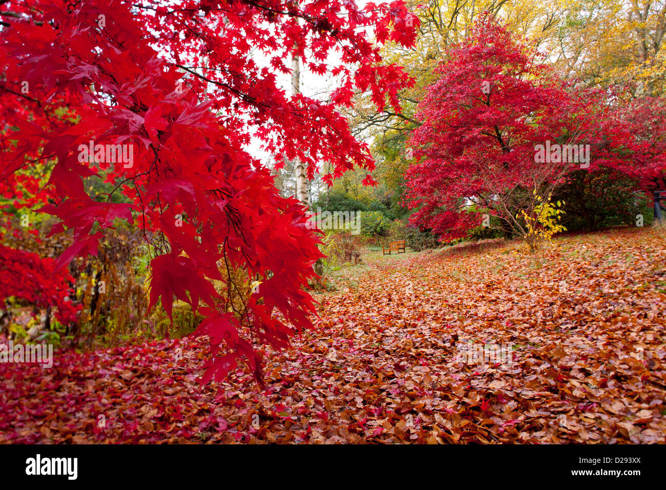 Japanese maple (Acer palmatum) trees in a woodland garden in Autumn. Gregynog Garden, Powys, Wales. October. Stock Photo