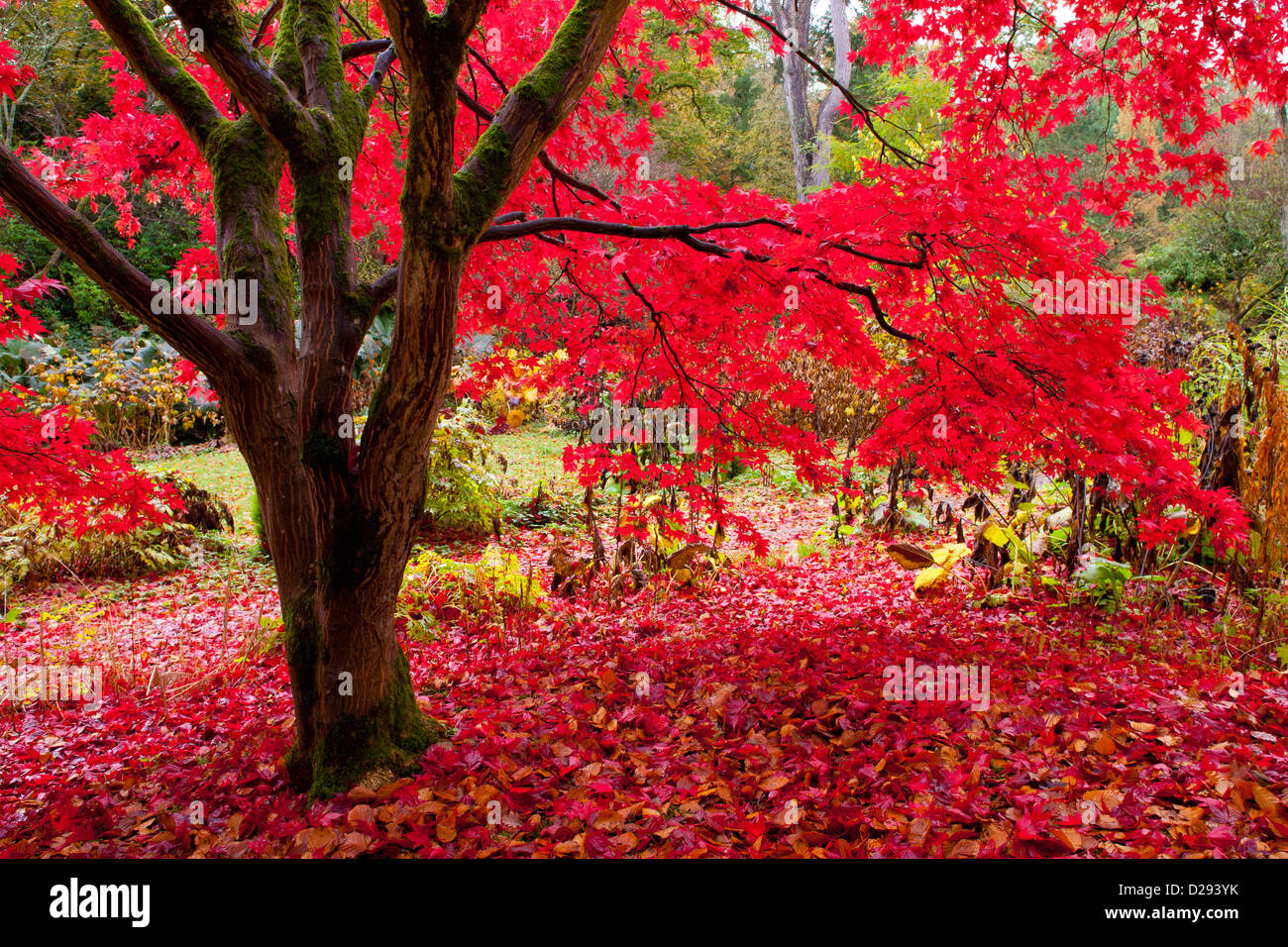 Japanese maple (Acer palmatum) tree in a woodland garden in Autumn. Gregynog Garden, Powys, Wales. October. Stock Photo