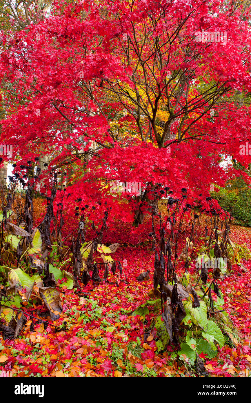 Japanese maple (Acer palmatum) tree in a woodland garden in Autumn. Gregynog Garden, Powys, Wales. October. Stock Photo