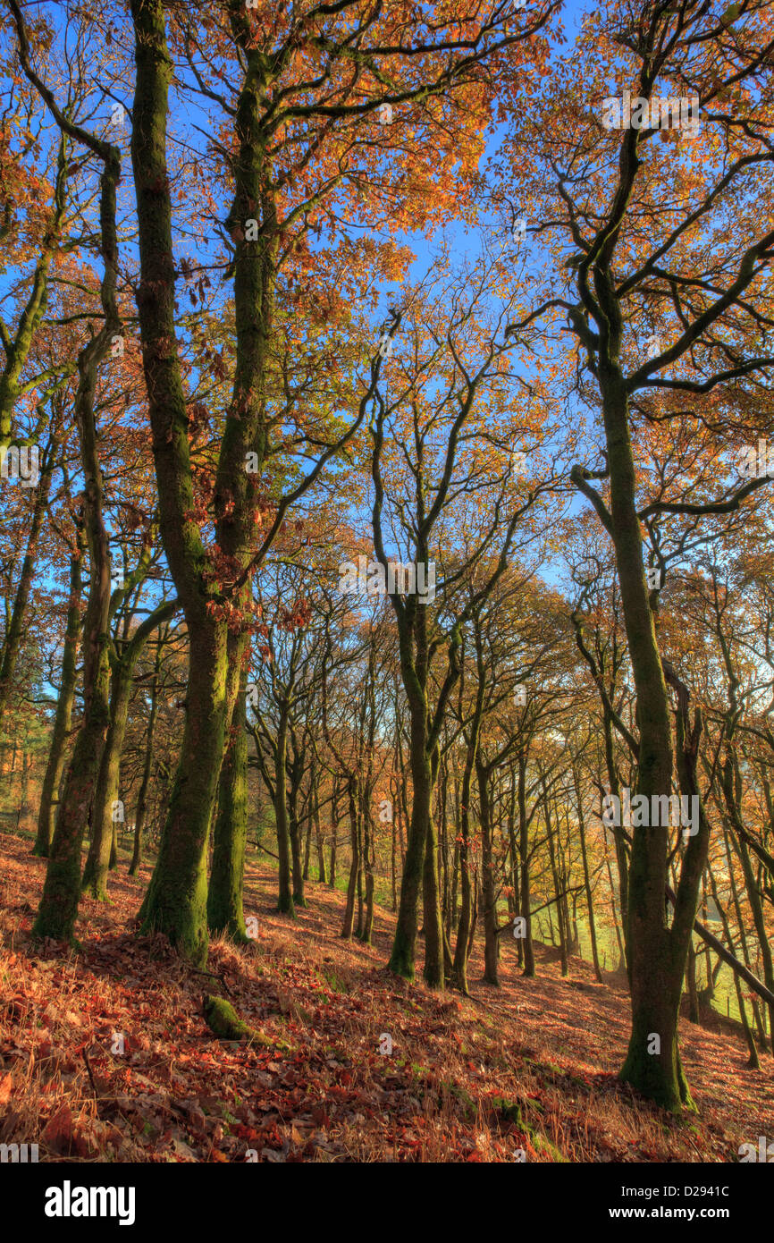 Sessile Oak (Quercus petraea) woodland in Autumn. Powys, Wales. November. Stock Photo