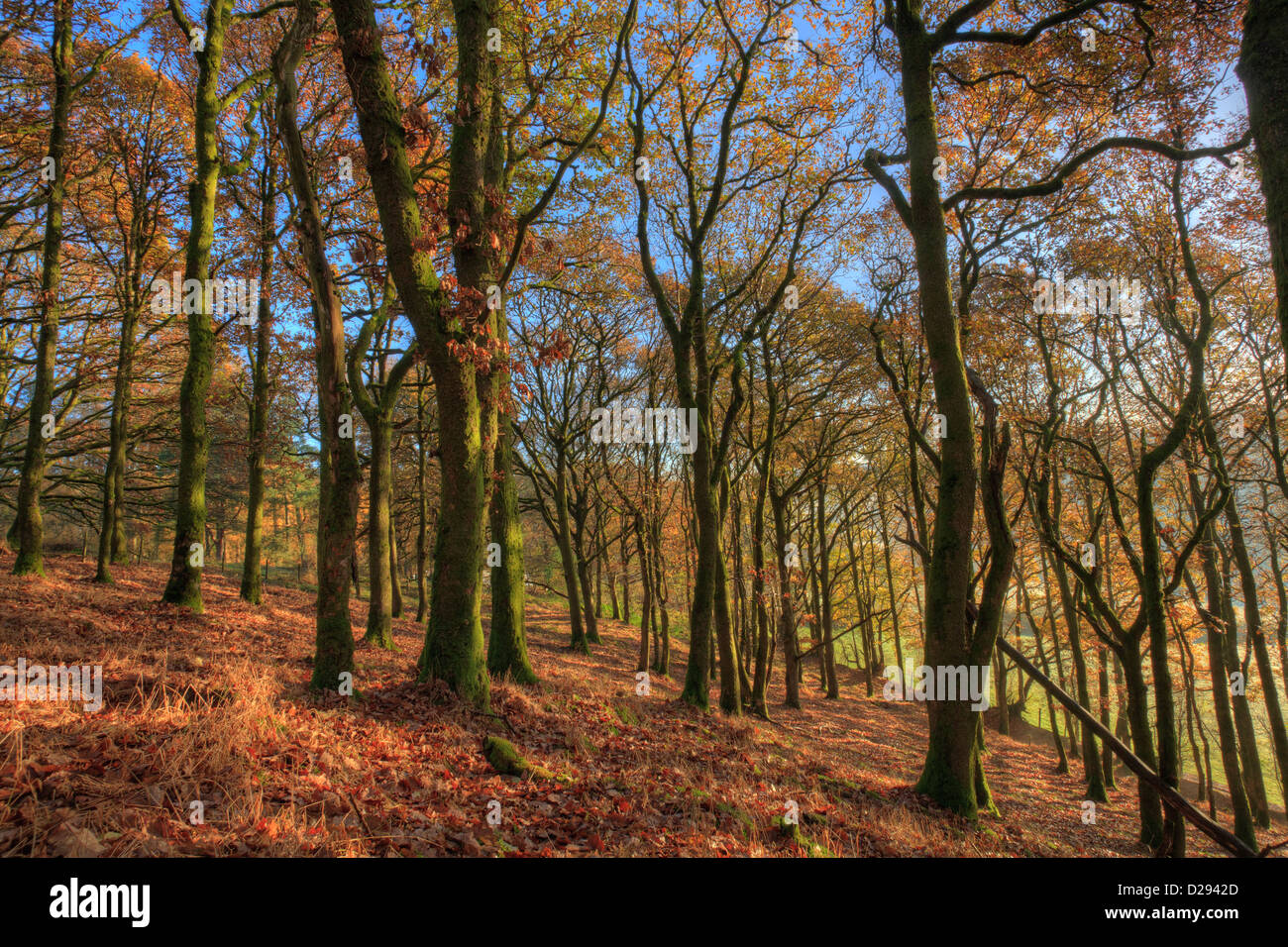 Sessile Oak (Quercus petraea) woodland in Autumn. Powys, Wales. November. Stock Photo