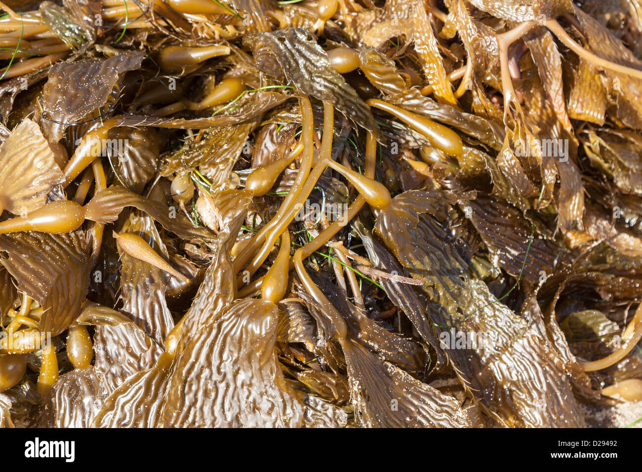 Giant Kelp seaweed Macrocystis pyrifera closeup Stock Photo
