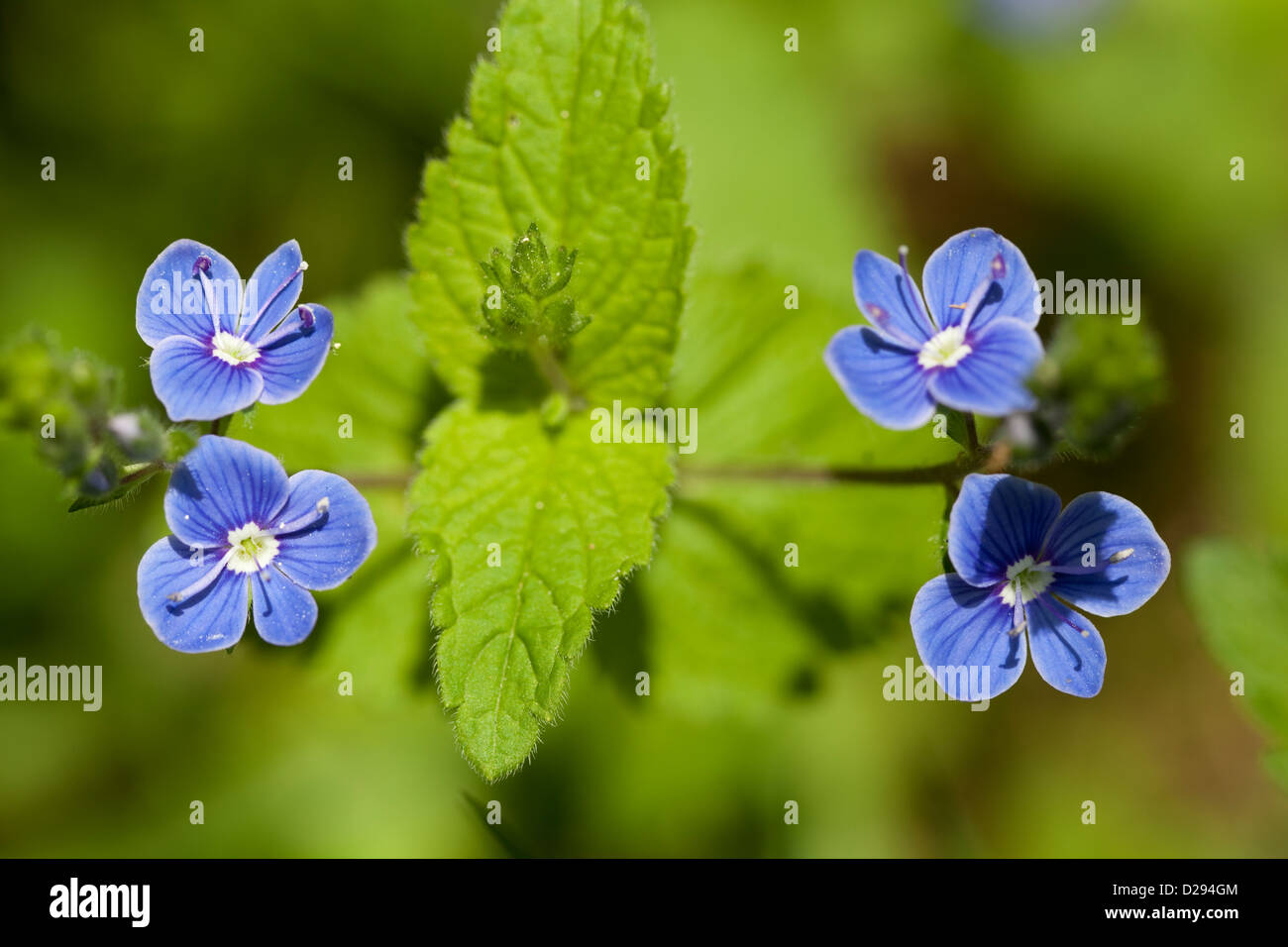 blue small flower (Veronica chamaedrys) on meadow Stock Photo