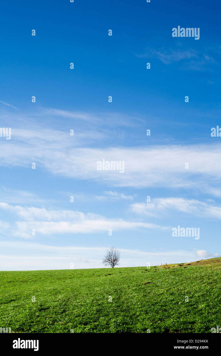 Tree, green hills and blue cloudy sky. Stock Photo