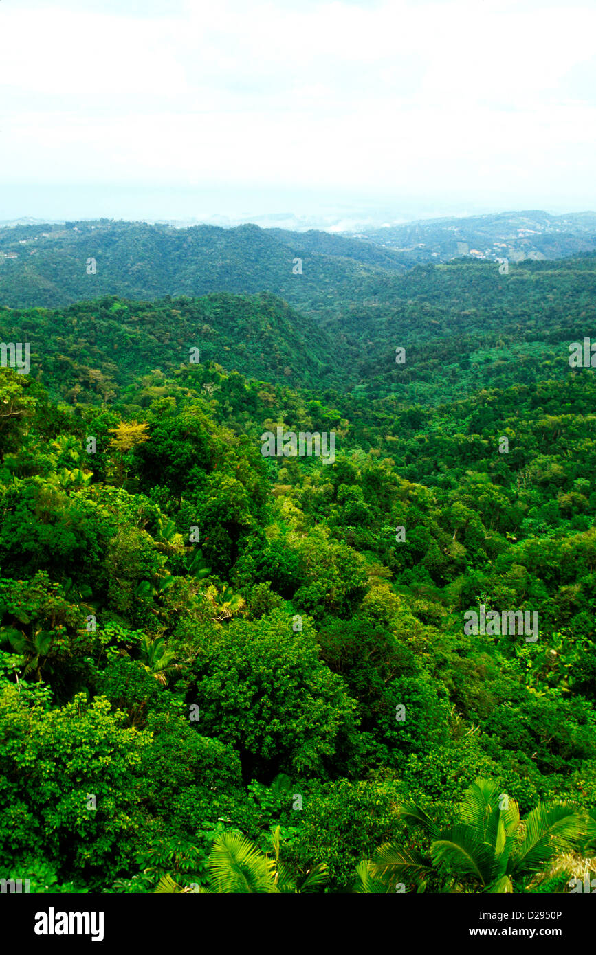 Puerto Rico. Overview Of Rainforest Stock Photo Alamy