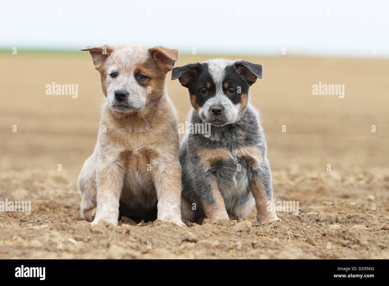 Dog Australian Cattle Dog two puppies (red and blue) sitting in a field Stock Photo Alamy