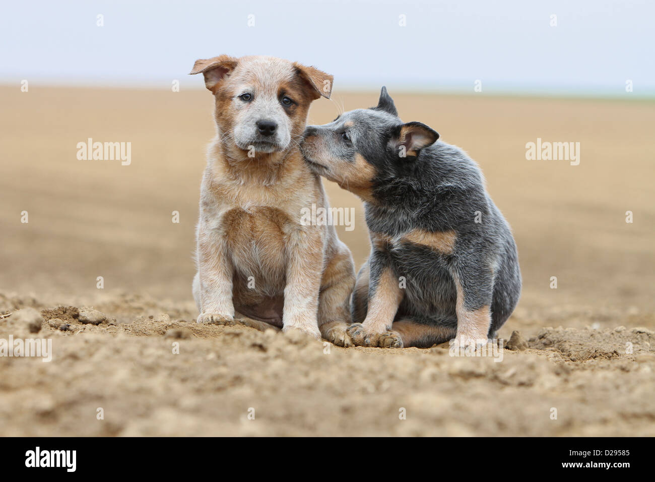 katalog Sophie spektrum Dog Australian Cattle Dog two puppies (red and blue) sitting cuddly Stock  Photo - Alamy