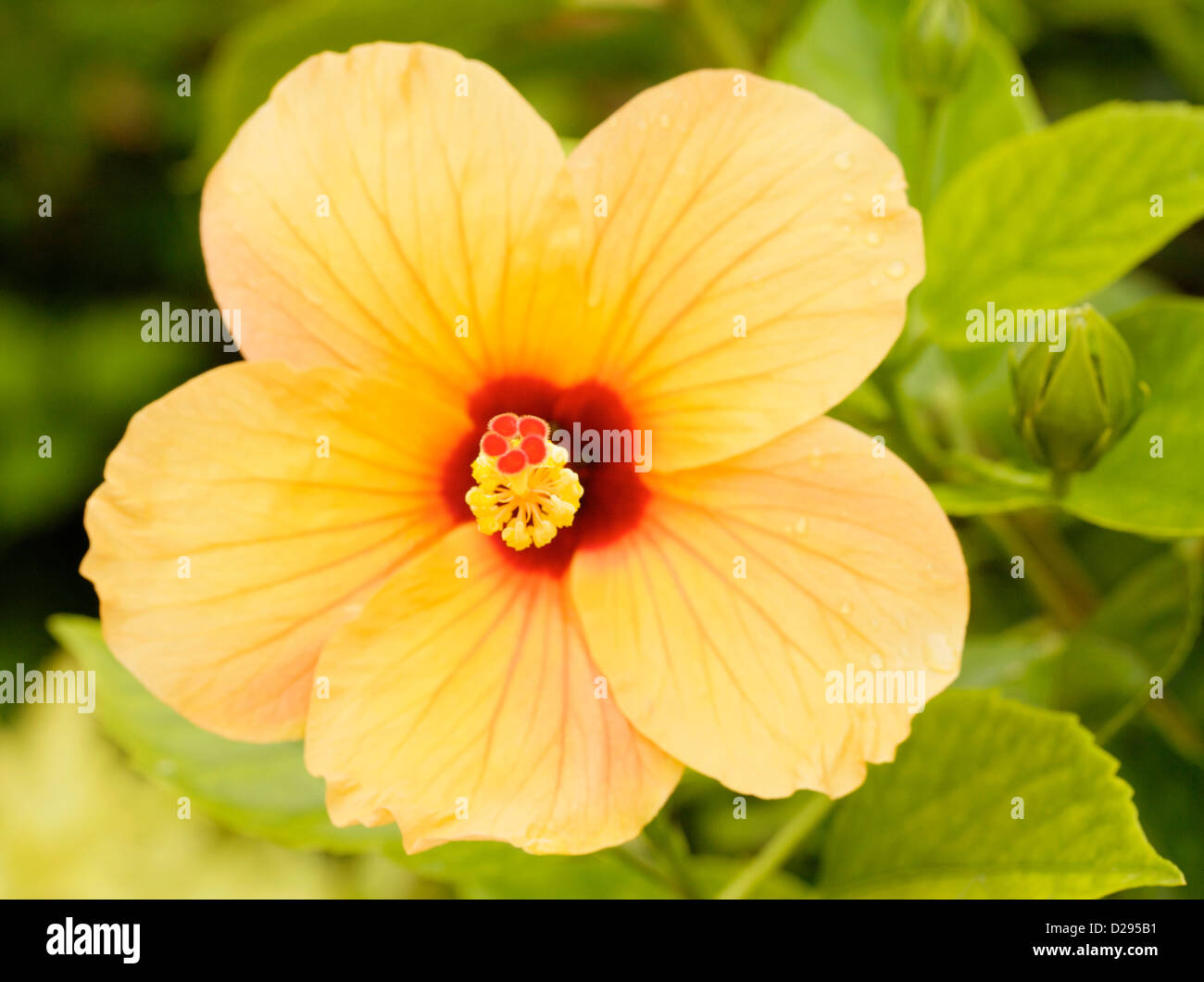 A yellow hibiscus flower which is part of the malvaceae family. Stock Photo