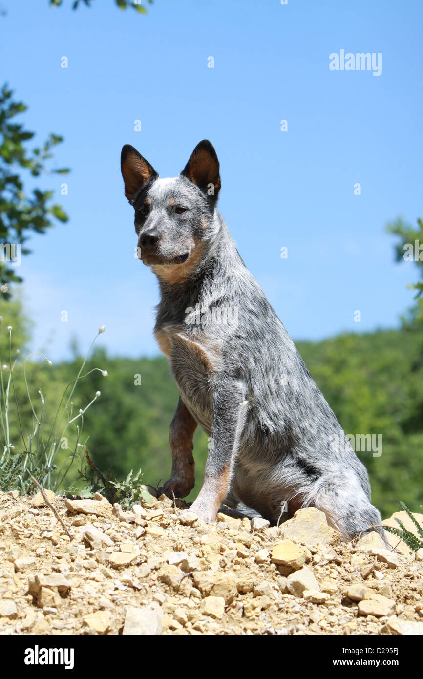 Australian cattle dog hi-res stock photography and images - Alamy