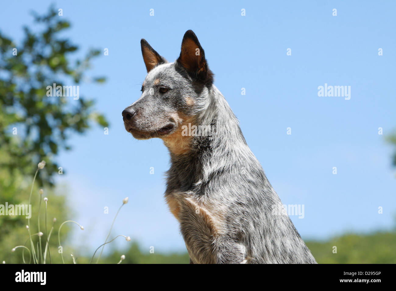 Dog Australian Cattle Dog adult (blue) portrait profile Stock Photo